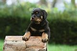 ROTTWEILER 366